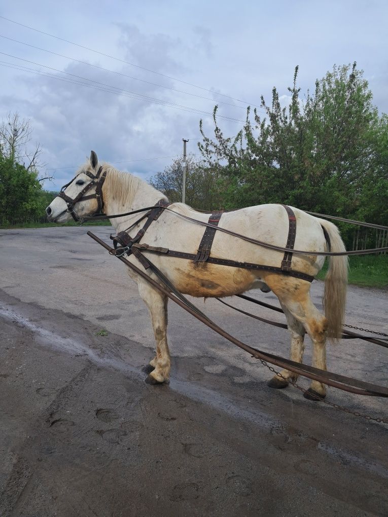 Продам робочого коня