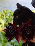 Нимфея Black Princess