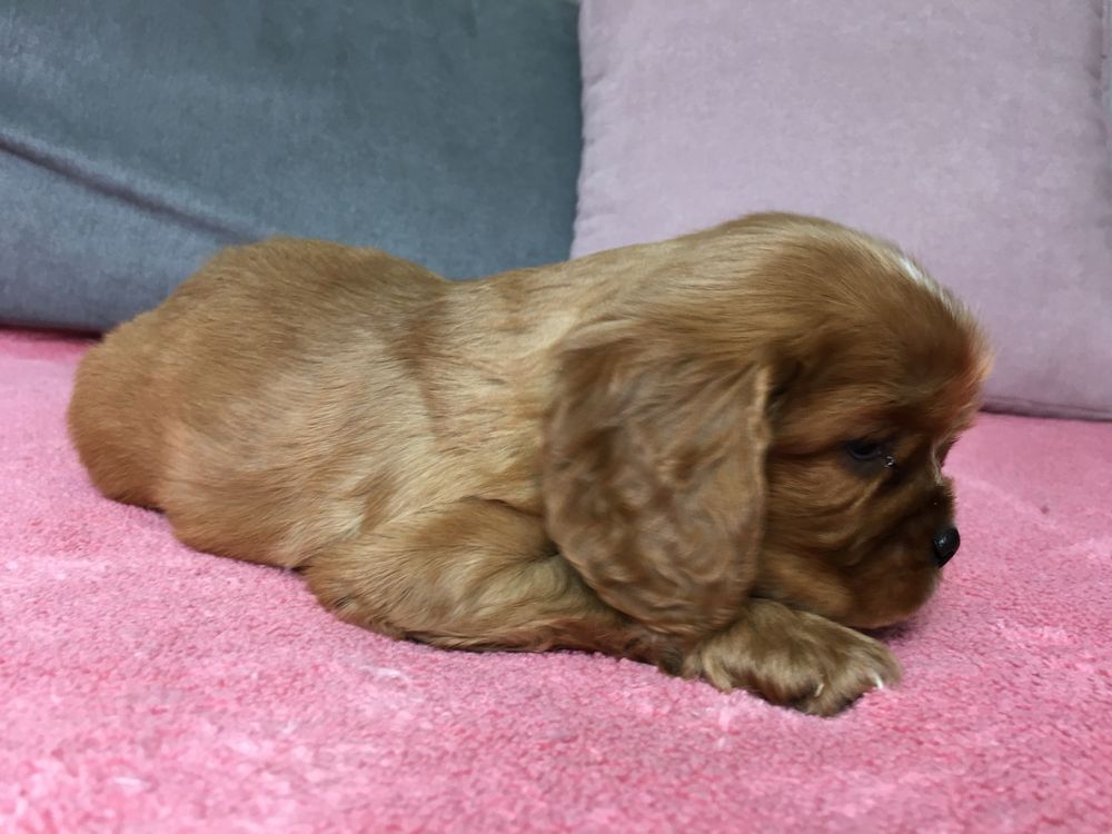 Cavalier King Charles Spaniel