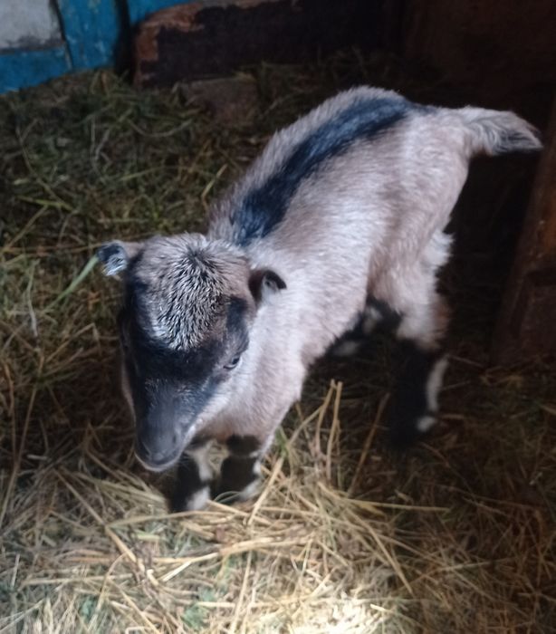 Козлики.Коротковушки.Ламанчі.