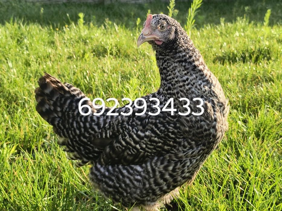 Kury nioski młode kokoszki Rossa dominant leghorn zielononóżki