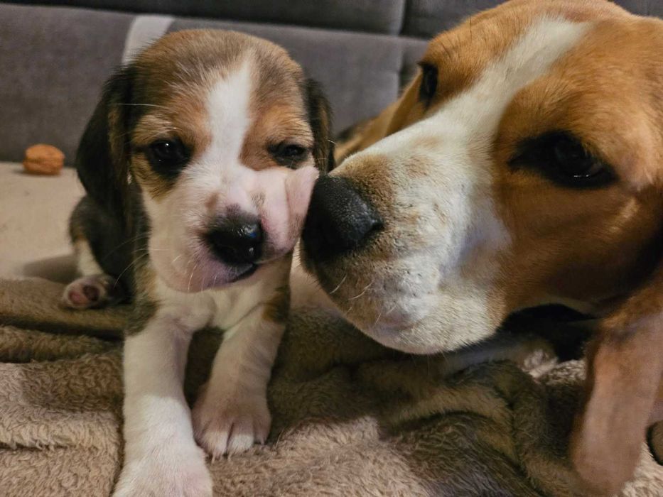 Cudowne szczenię BEAGLE ZKWP po championie