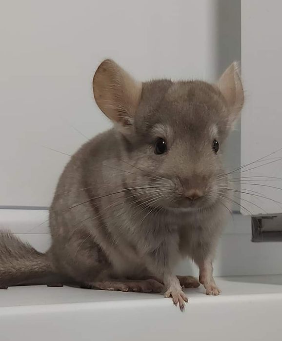 Продам красивого гризуна.