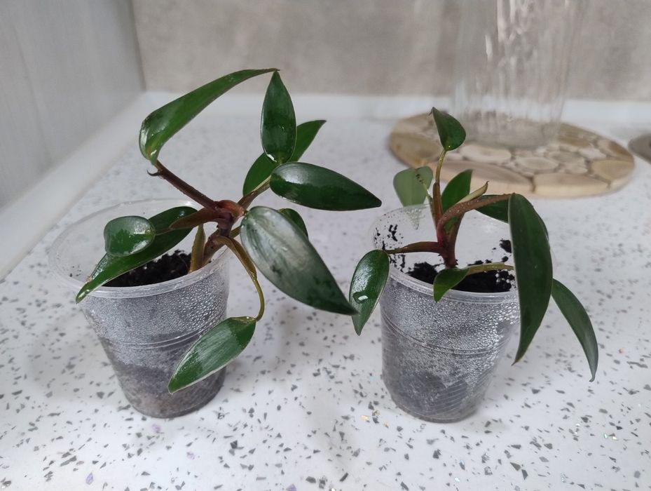 Филодендрон, комнатное растение