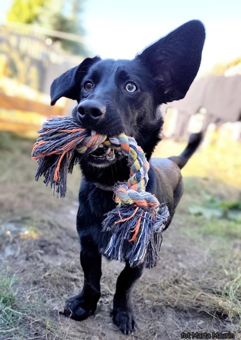 LUNKA - ROCZNA sunia do adopcji