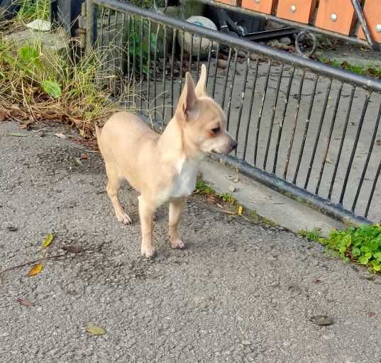 Chihuahua chłopiec