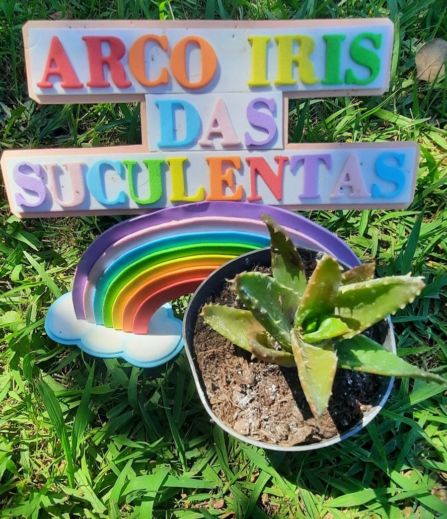 Suculentas - desde 3€