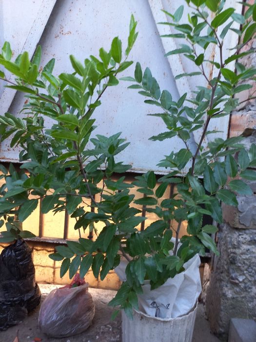 Саджанці унабі (зізіфуса)