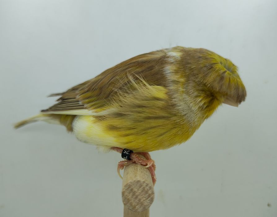 Kanarek kanarki gloster samica