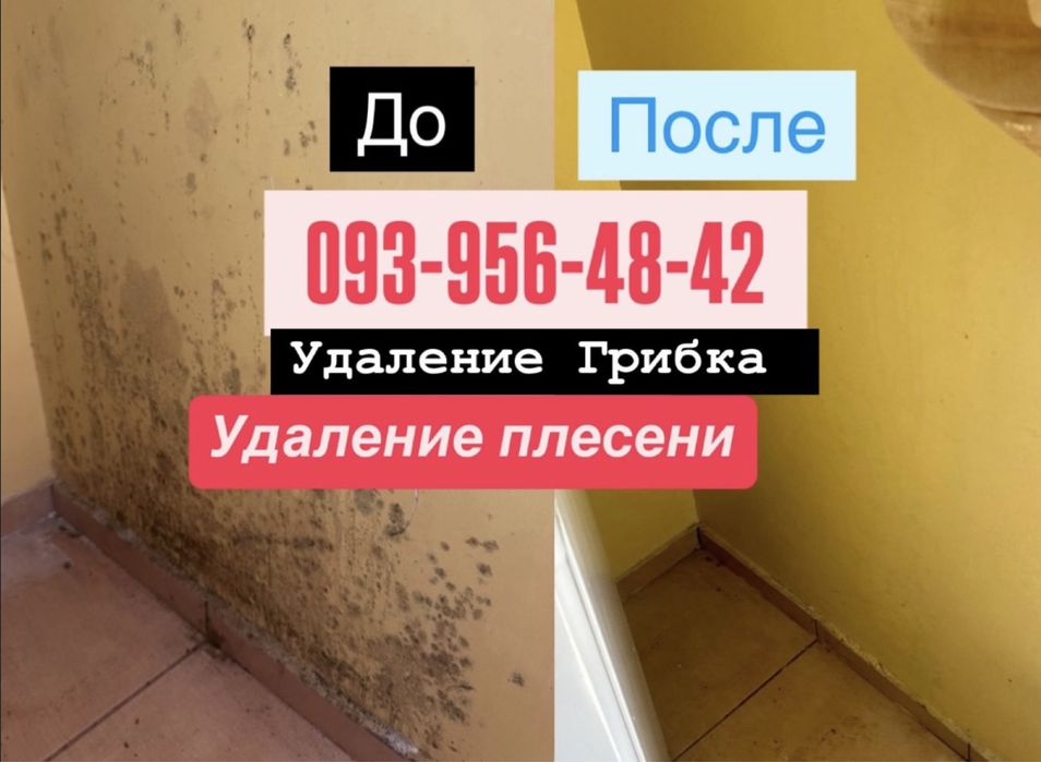 Удаление грибка , удаление плесени . Устранение грибка , плесени Озон