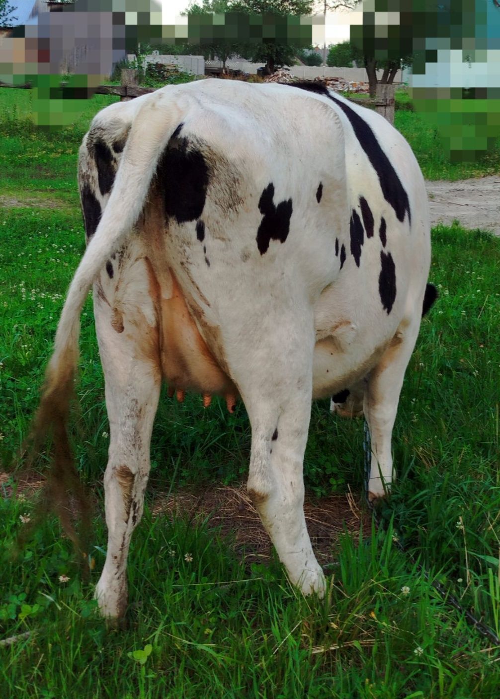 Продається корова