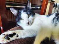 Ясноокий пан, симпатичний котик Добрян, кіт 1 рік