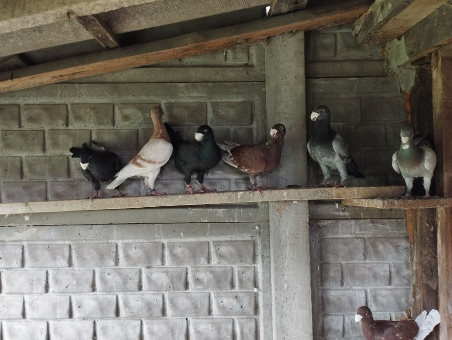 Gołębie niemiecki wystawowy samiec/samica