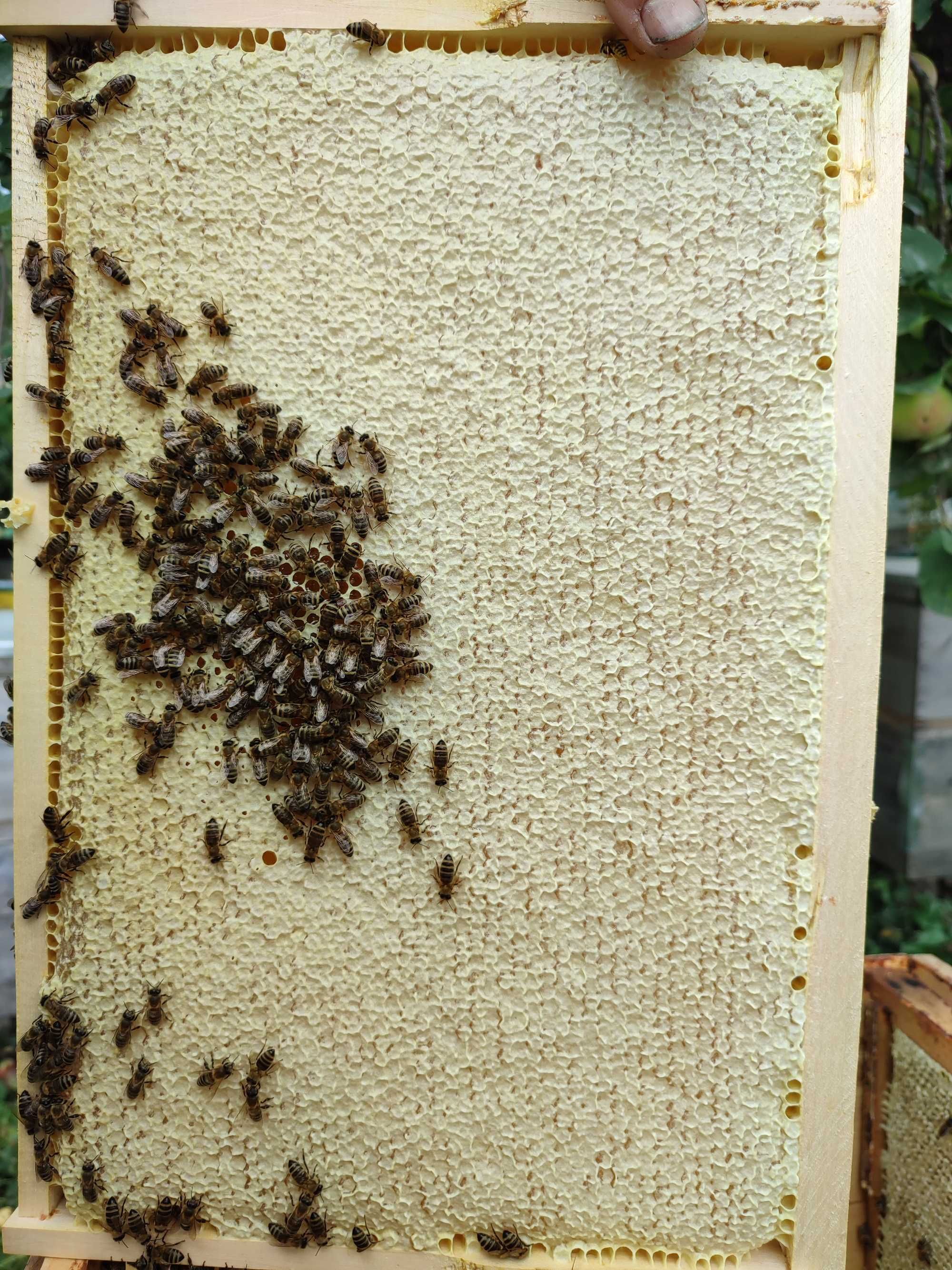 Матка бджоломатки українська степова порода