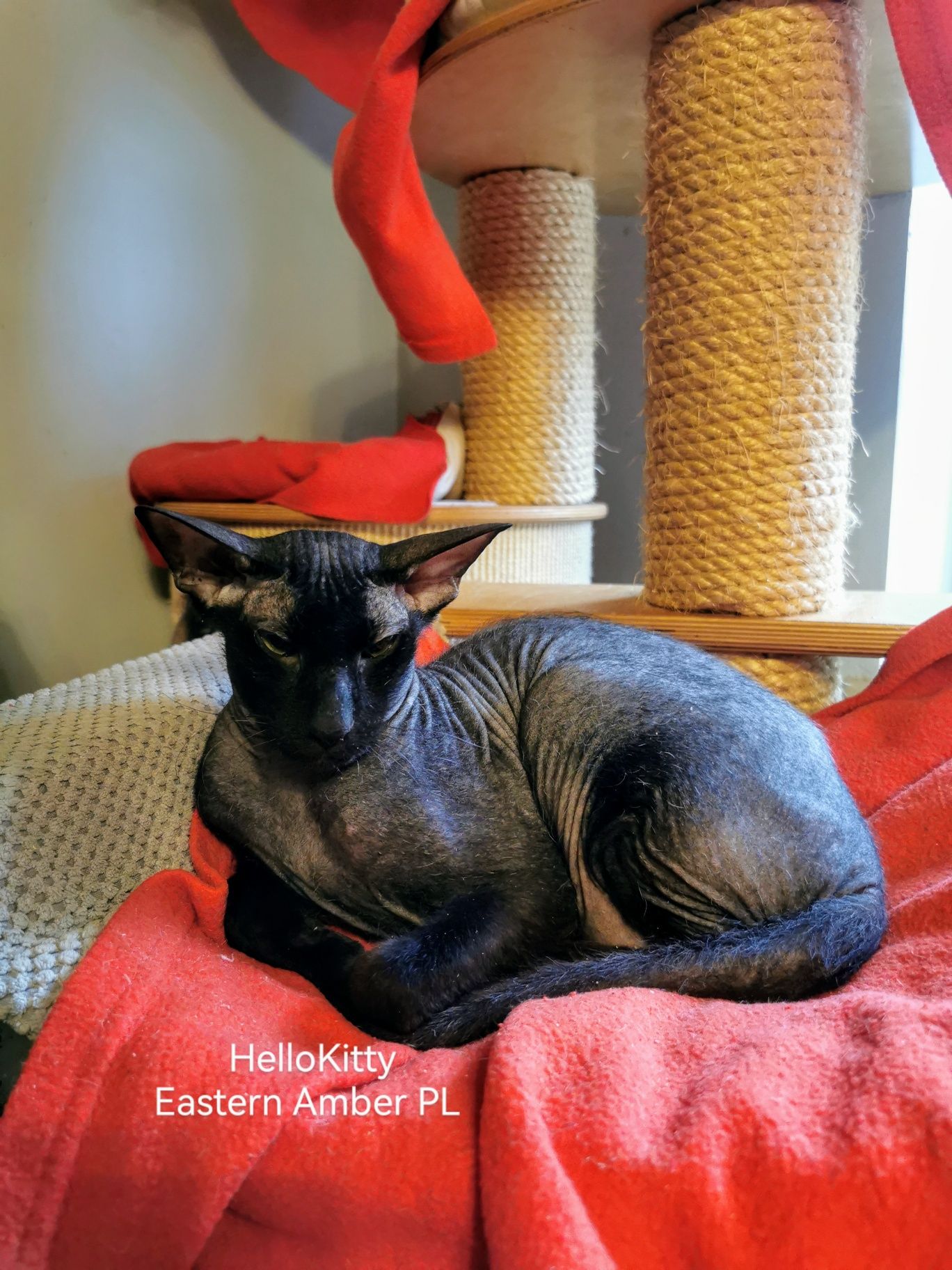 Peterbald kocurek gotowy do zmiany domku prawdziwy rodowód WCF