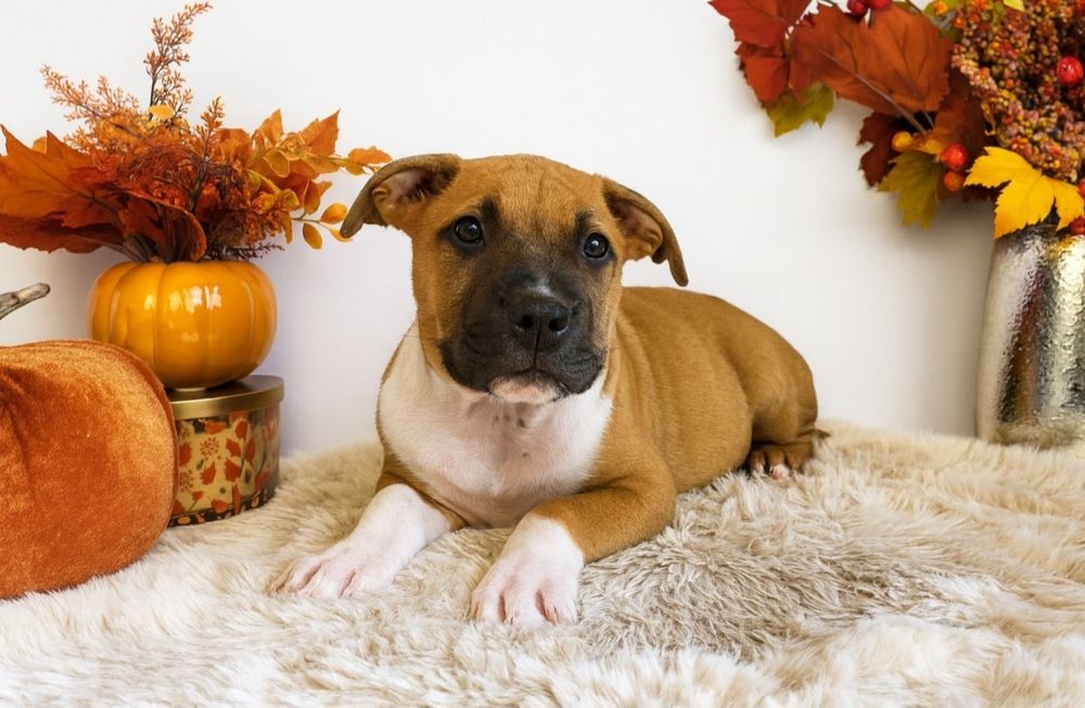 Rodzinna suczka Amstaff!