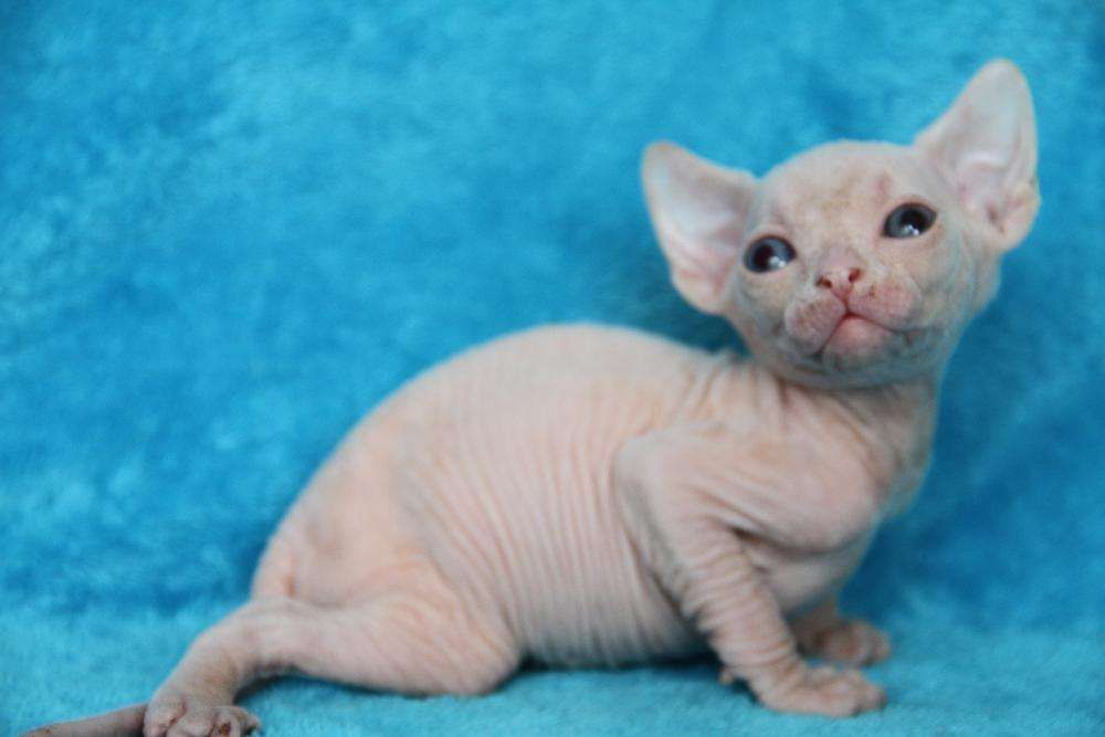 Мальчик разноглазый