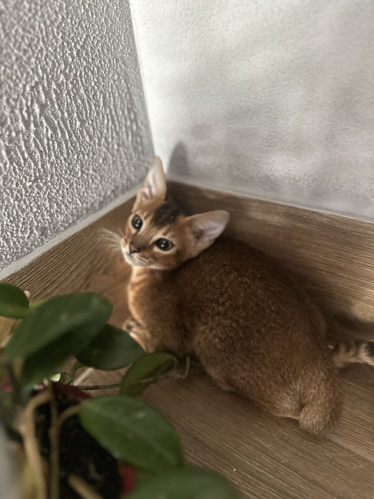 Абиссинские котята дикого окраса  Киев