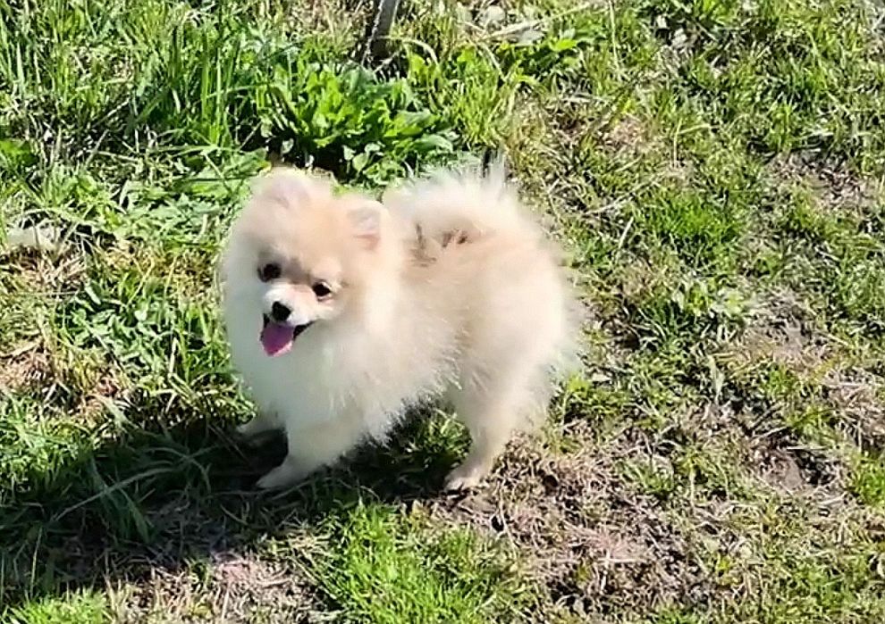 Девочка померанский той шпиц 6 месяцев.