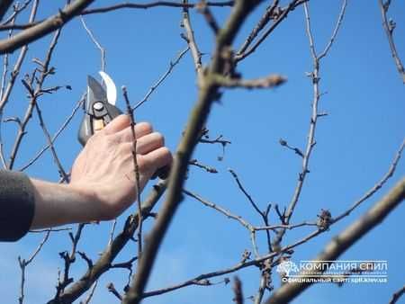 Обрізка дерев кущів формувальна, омолоджуюча. Зрізання дерев