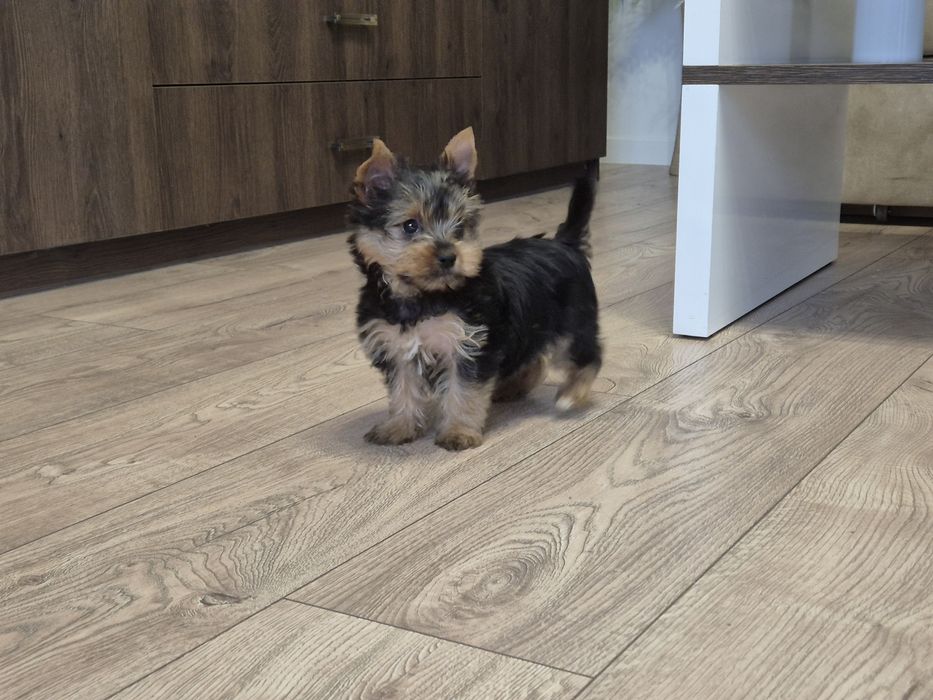 York sunia dwumiesięczna