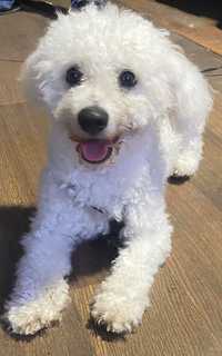 Piesek bichon frise