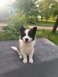 Border collie / blue merle / ZKwP