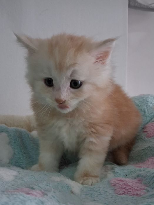 Gatinho Bosques da Noruega  com lop