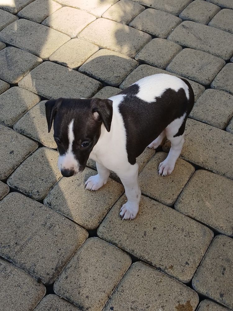 Chart angielski whippet piesek