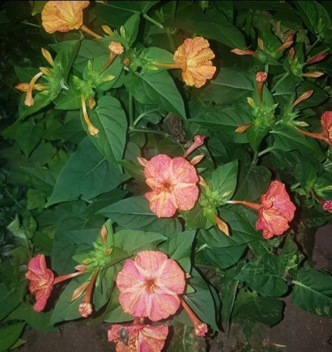 Dziwaczek Peruwiański Mirabilis Jalapa nasiona 100szt nasion