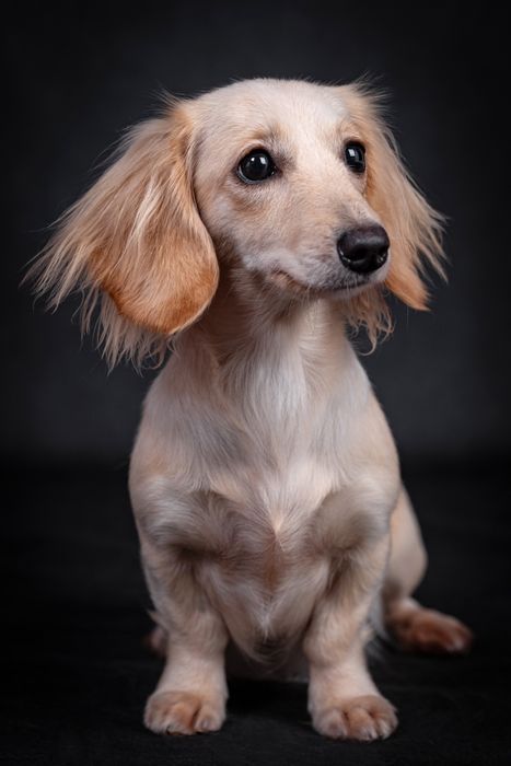 Jamnik długowłosy miniaturowy kremowy - gotowy do zmiany domku