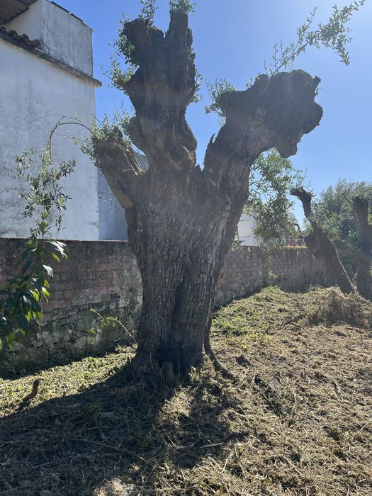 Lote urbano de 1815 m2 Troca terreno urbano por apartamento ou monte Alentejano