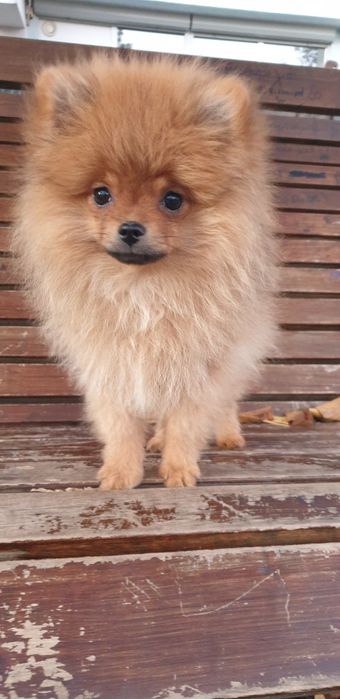 Шпіц мішутка хлопчик.