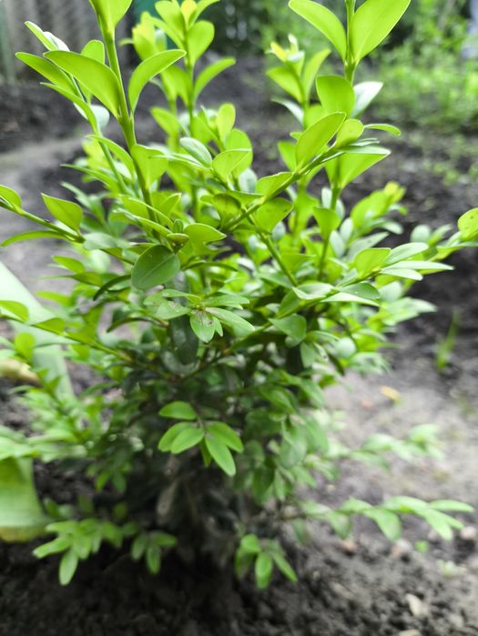 Самшит,      бушпан