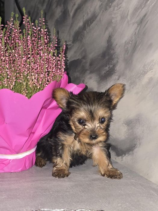 Yorkshire terrier pies