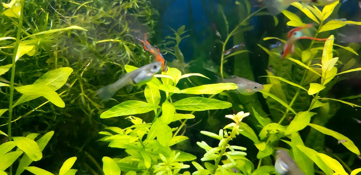 Guppys endler black bar