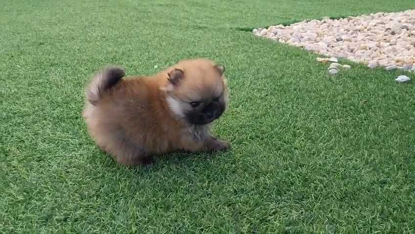 Lulu da Pomerânia com LOP (Pedigree) e Afixo