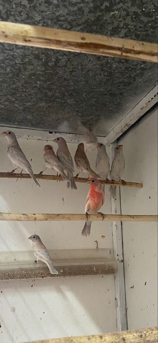 Carpodacos mexicanos