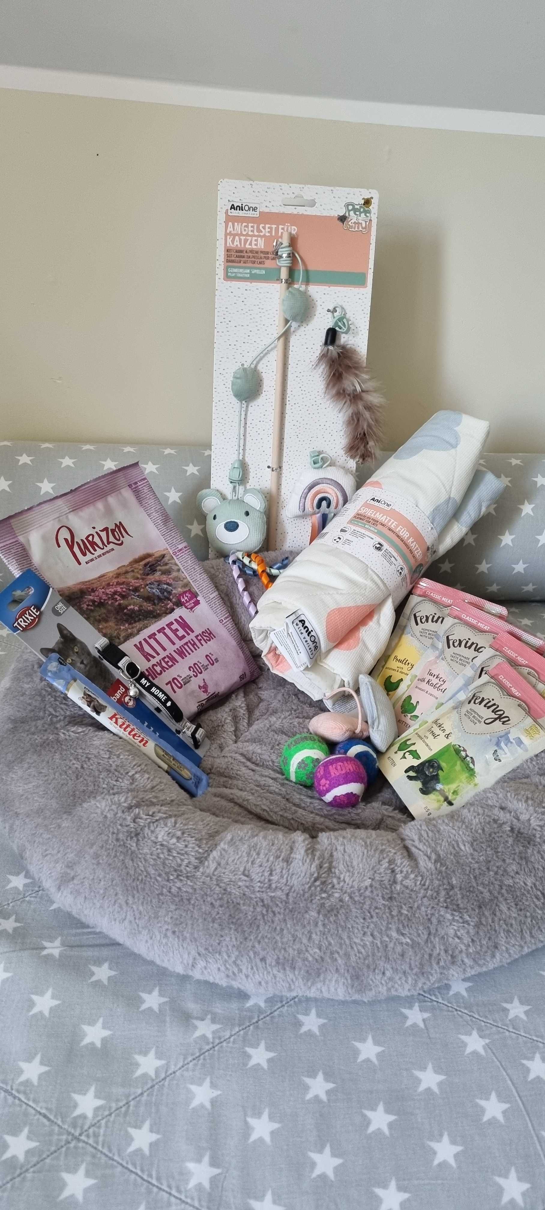Kotek rasy Ragdoll, Bicolour blue z wyprawką!