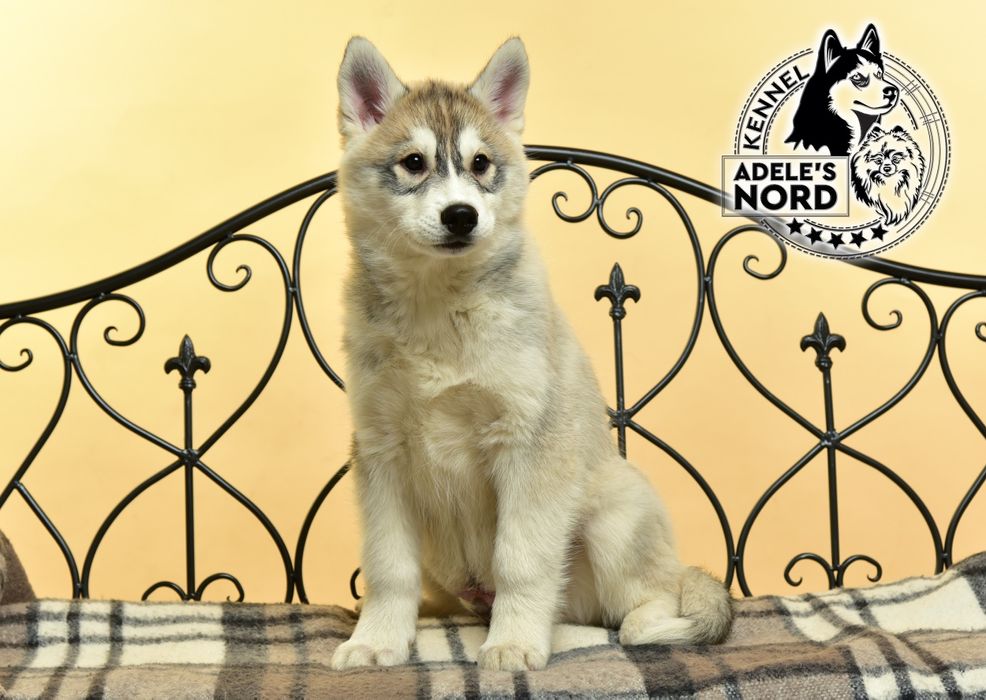 Щенки хаски, документы ксу