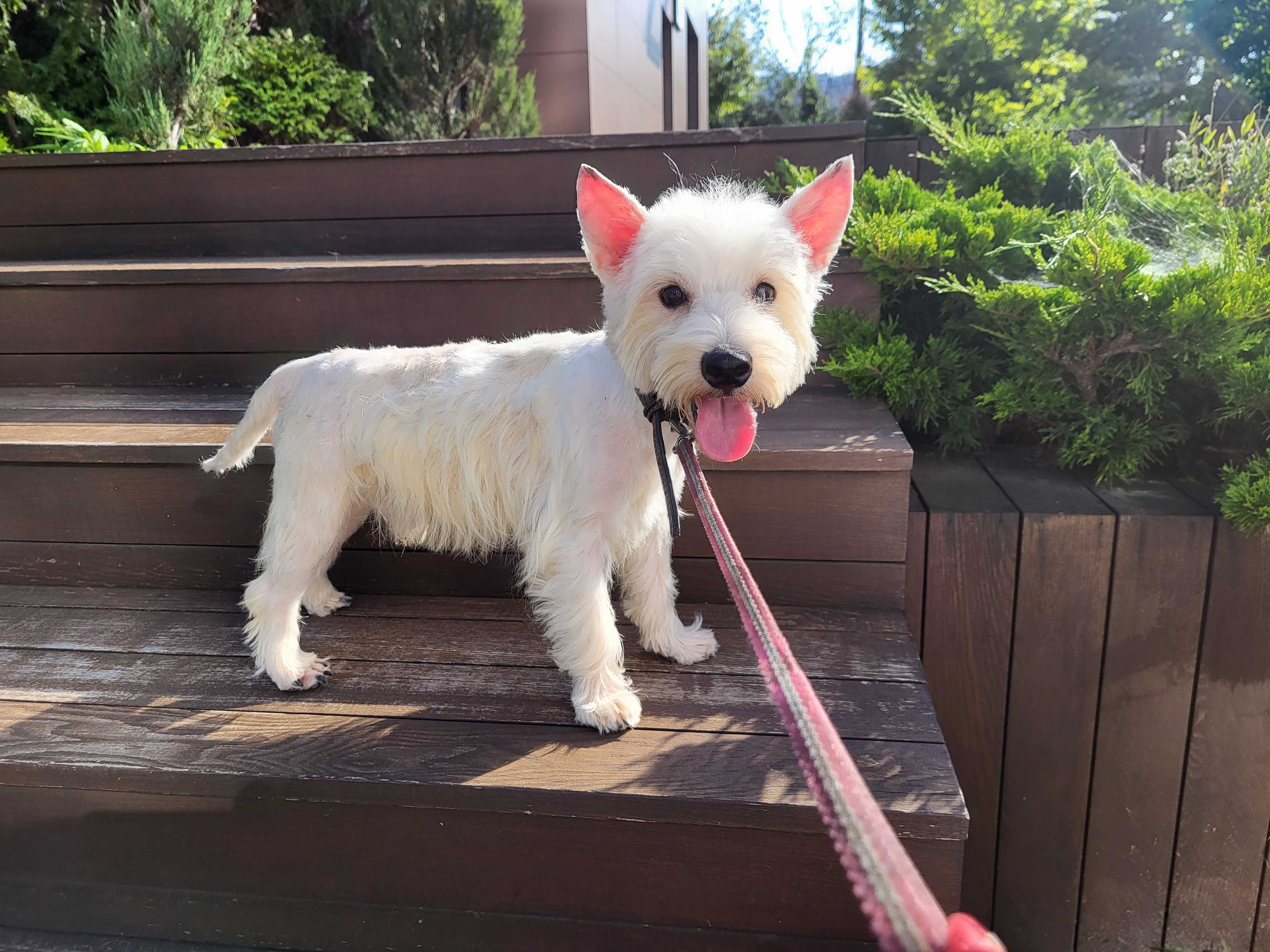 Цуценя West Highland White Terrier/ Вест Хайленд Уайт Терр'єр