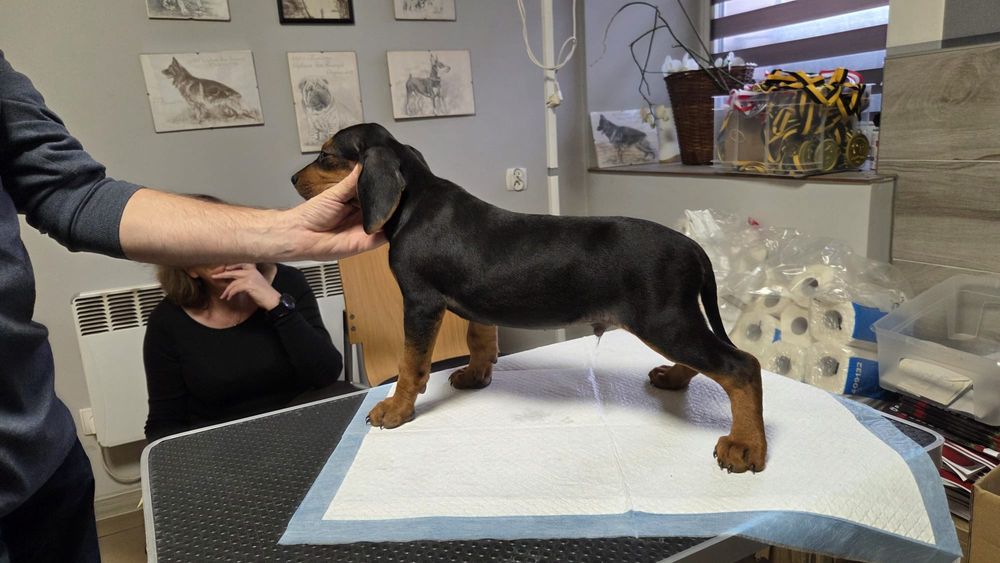 Gończy Serbski Dzikarz szczenie