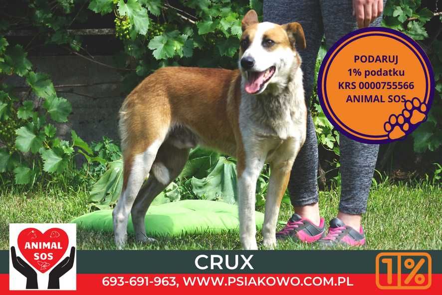 Crux - łaciaty pies szuka domu