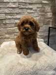 Cavaapoo, cavapoo pudelek