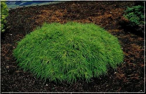 Cyprys Cyprysik Groszkowy Filifera