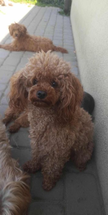 Pudel apricot suczka miniatura