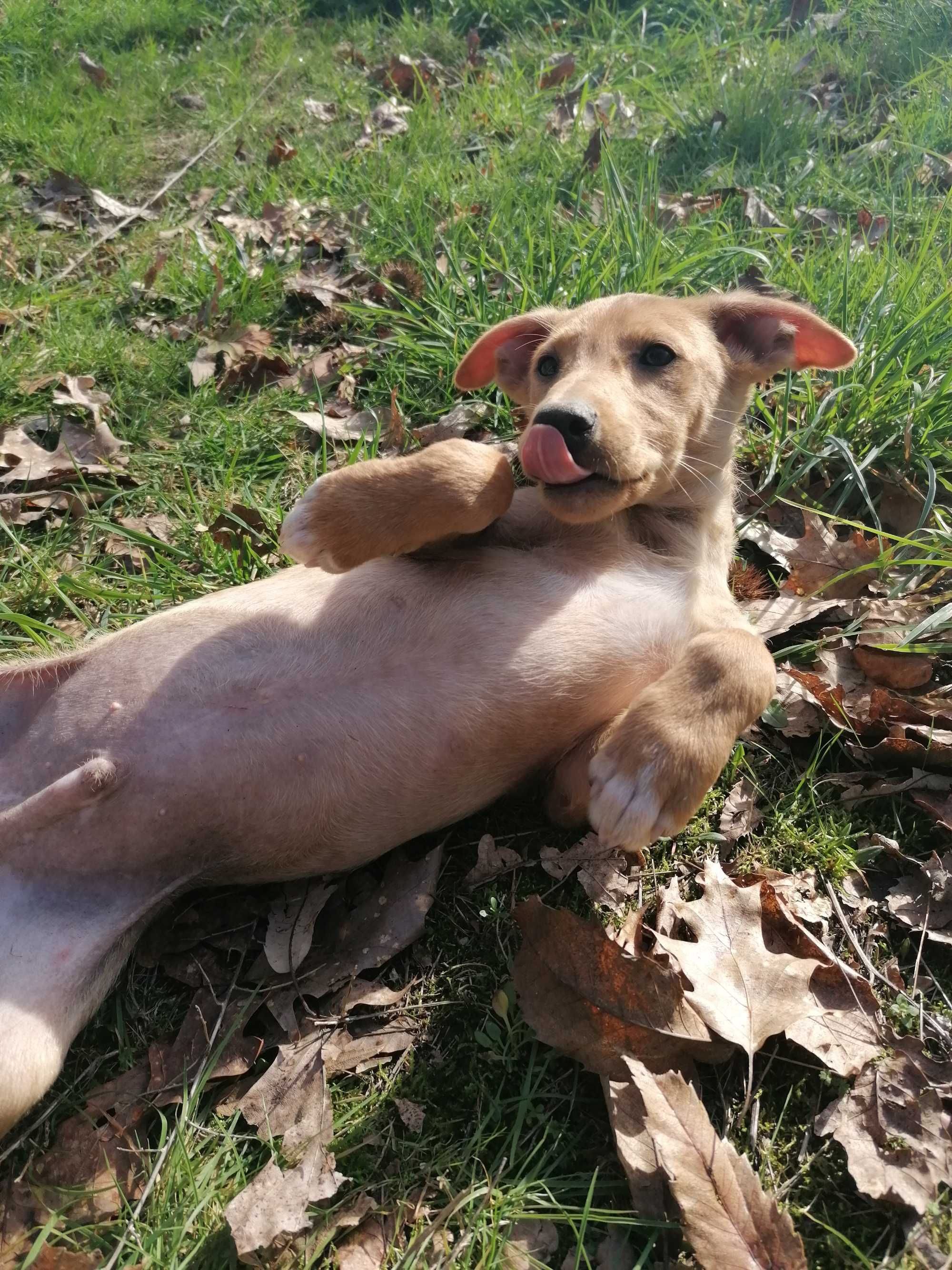 Cachorrinho para adoção responsável