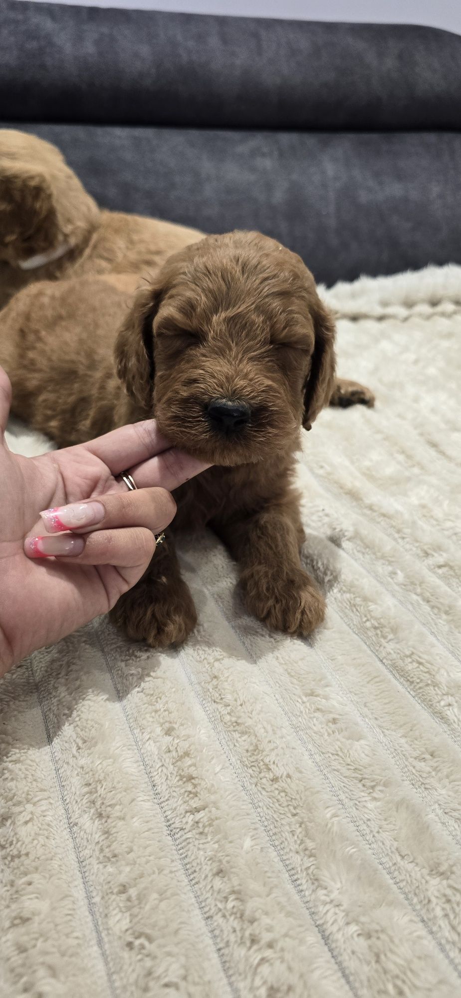 Goldendoodle f1 standard piesek red-brown