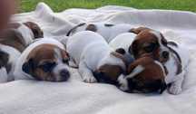 Jack Russell Terrier