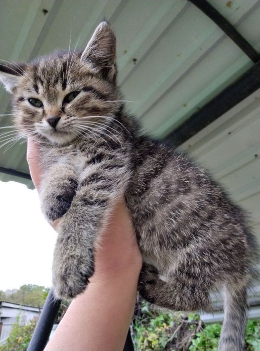 Кошенята шукають друзів